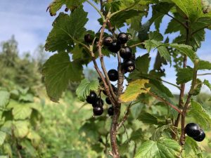 Sólber 'Hedda'. Þöll. Ágúst 2023.