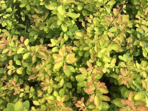 Sólbroddur 'Laugardalur' - Berberis thunbergii 'Laugardalur' - Image 3