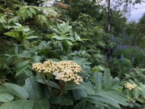 Spörvareynir - Sorbus californica - Image 3