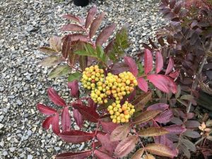 Spörvareynir - Sorbus californica - Image 4