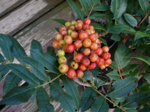 Spörvareynir - Sorbus californica - Image 2