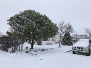 Stafafura - Pinus contorta - Image 8