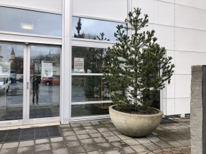 Stafafura - Pinus contorta - Image 7