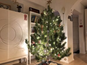 Stafafura - Pinus contorta - Image 9