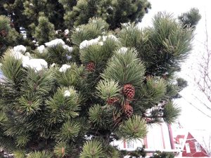 Stafafura - Pinus contorta - Image 6