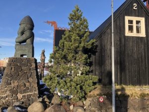 Stafafura - Pinus contorta - Image 10