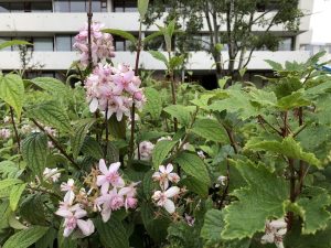 Stjörnutoppur / stjörnuhrjúfur 'Mont Rose' - Deutzia x hybrida 'Mont Rose' - Image 2