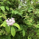 Stjörnutoppur / stjörnuhrjúfur 'Mont Rose' - Deutzia x hybrida 'Mont Rose'