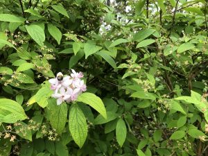 Stjörnutoppur / stjörnuhrjúfur 'Mont Rose' - Deutzia x hybrida 'Mont Rose'