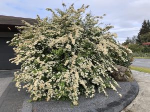 Stórkvistur - Spiraea henryi - Image 3