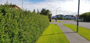 Strandavíðir / Gulvíðir  - Salix phylicifolia 'Strandir' (Tröllatunga) - Image 3