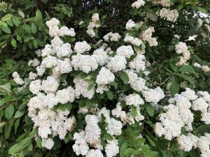 Stórkvistur - Spiraea henryi - Image 2