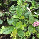 Súdetareynir - Sorbus sudetica