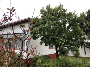 Sumareik - Quercus robur - Image 3