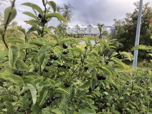 Surtartoppur / Svarttoppur - Lonicera nigra - Image 3