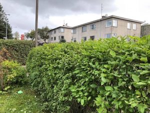 Surtartoppur / Svarttoppur - Lonicera nigra - Image 2