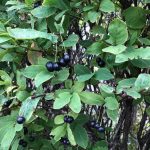 Surtartoppur / Svarttoppur - Lonicera nigra