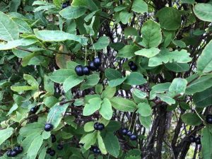 Surtartoppur / Svarttoppur - Lonicera nigra