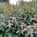 Surtartoppur 'Árni' - Lonicera nigra 'Árni'