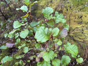 Svartelri / Rauðelri - Alnus glutinosa - Image 4