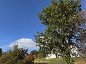 Svartelri / Rauðelri - Alnus glutinosa - Image 2