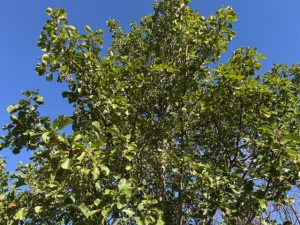 Svartelri / Rauðelri - Alnus glutinosa - Image 3