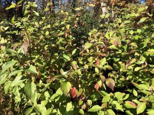 Sveighyrnir 'Roði' - Cornus sericea 'Roði' - Image 3