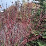 Sveighyrnir 'Roði' - Cornus sericea 'Roði'