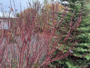Sveighyrnir 'Roði' - Cornus sericea 'Roði'