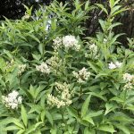 Sveigsýrena 'Agnes Smith' - Syringa x josiflexa 'Agnes Smith' (hvít)