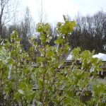 Sólber 'Melalathi' - Ribes nigrum 'Melalathi'