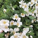 Þyrnirós 'Katrín Viðar' - R. pimpinellifolia 'Katrín Viðar'