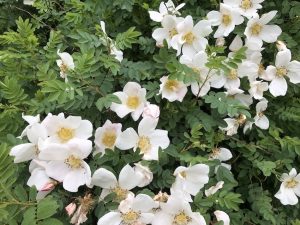 Þyrnirós 'Katrín Viðar' - R. pimpinellifolia 'Katrín Viðar'