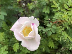Þyrnirós 'Katrín Viðar' - R. pimpinellifolia 'Katrín Viðar' - Image 3