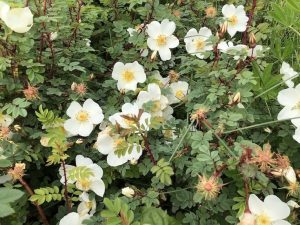 Þyrnirós (Lóurós) 'Lovísa' - Rosa pimpinellifolia 'Lovísa' - Image 3