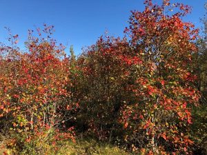 Döglingsþyrnir - Crataegus douglasii - Image 3