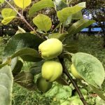 Eplatré 'Transparente Blanche' - Malus 'Transparente Blanche'