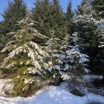 Degli - Pseudotsuga menziesii