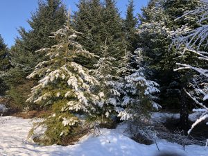 Degli - Pseudotsuga menziesii