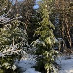 Marþöll - Tsuga heterophylla - Íslensk kvæmi