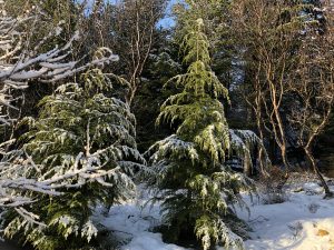 Marþöll - Tsuga heterophylla - Íslensk kvæmi