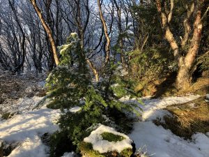 Fjallaþöll - Tsuga mertensiana - Íslensk kvæmi - Image 2