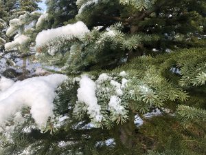 Fjallaþinur - Abies lasiocarpa - Image 2