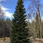 Rauðgreni - Picea abies