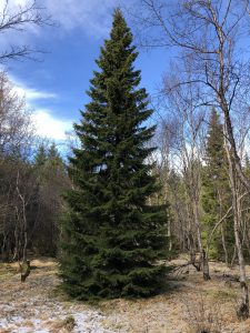 Rauðgreni - Picea abies