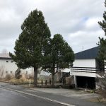 Bergfura - Pinus uncinata