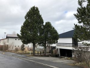 Bergfura - Pinus uncinata