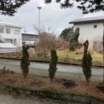 Ýviður-Súluýviður - Taxus baccata 'Fastigiata'