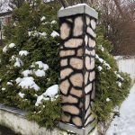 Vaxlífviður - Thujopsis dolabrata