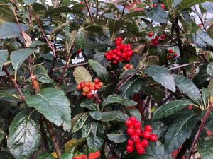 Úlfareynir - Sorbus x hostii - Image 2